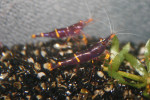 Caridina Yellow Cheek Bee